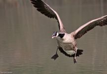 Kanadagans Elbrighaeuser Tal